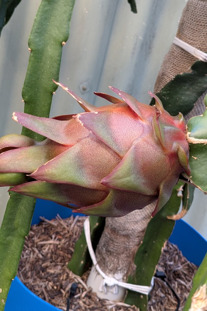 Ripening fruit